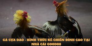 Gà Cựa Dao - Hình Thức Kê Chiến Đỉnh Cao Tại Nhà Cái Good88