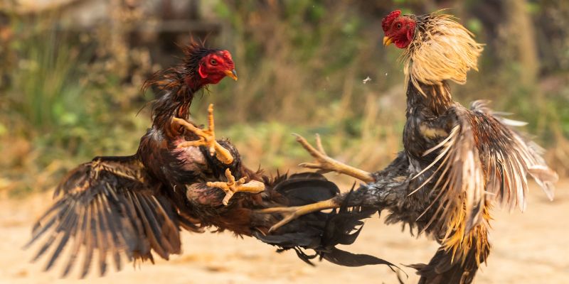 Gà nòi nổi tiếng với tốc độ di chuyển nhanh cùng sức bền đáng nể