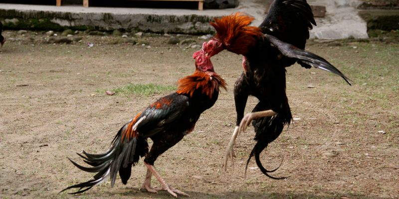 Hội viên cần nghiên cứu mọi yếu tố trước khi cược kê chính thức