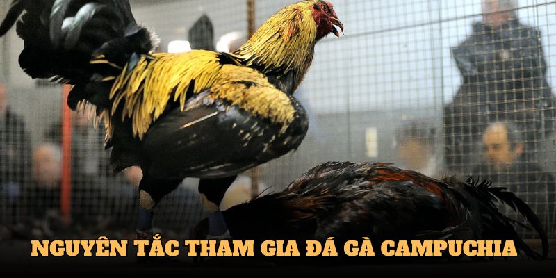 Nguyên tắc tham gia đá gà campuchia