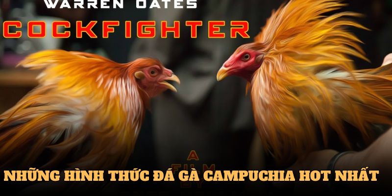 Những hình thức đá gà campuchia hot nhất hiện nay
