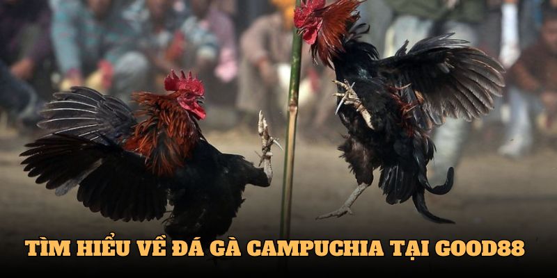 Tìm hiểu về đá gà Campuchia tại Good88