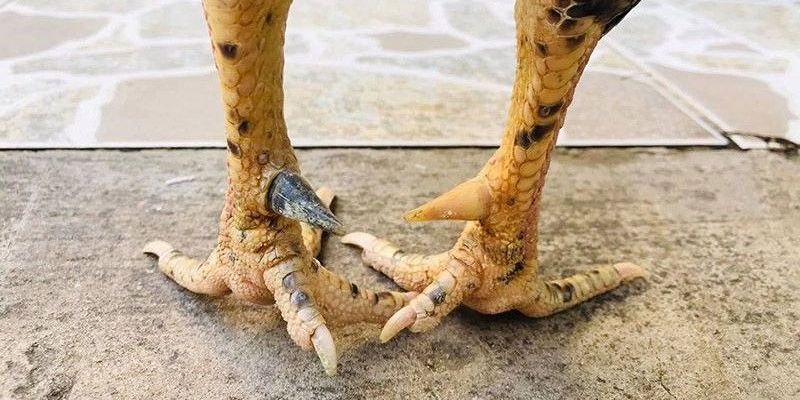 Sư kê cần nắm rõ cách nuôi cho gà chiến phòng trường hợp nhiễm bệnh