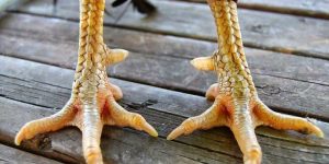 Người chơi cần nắm rõ cách phân biệt vảy gà huyền trâm với các loại hình khác