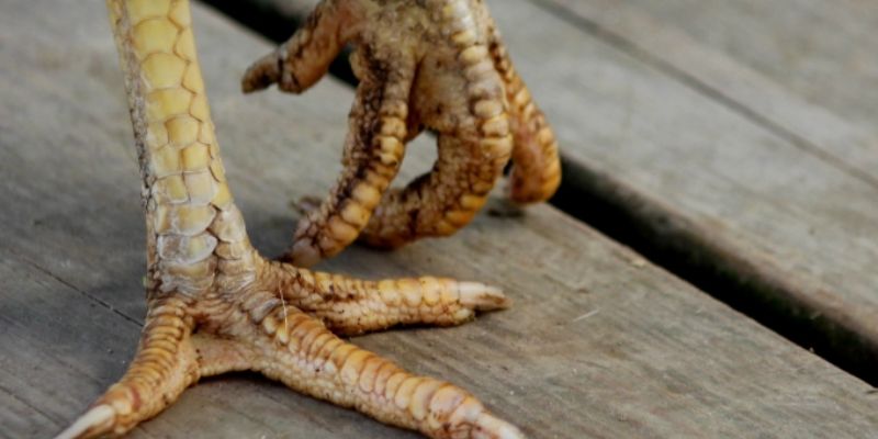 Hội viên cần biết cách chăm sóc chiến kê hợp lý trước mỗi lần giao đấu
