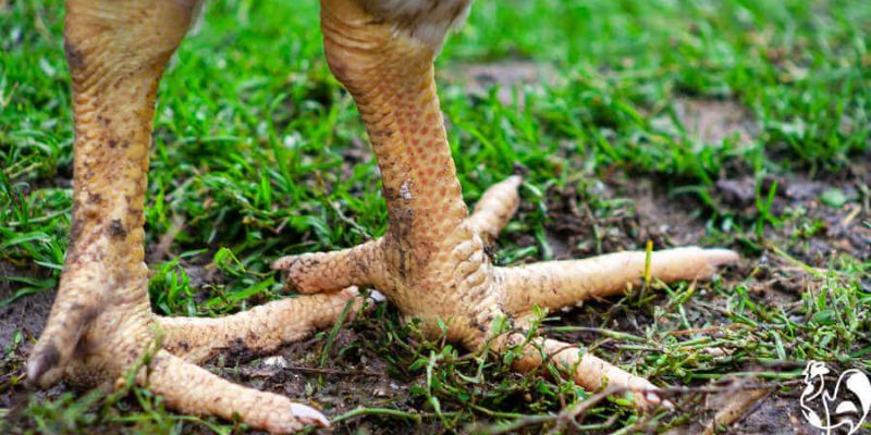 Kê đại giáp là một trong những loại vảy hiếm có trên thị trường chọi kê